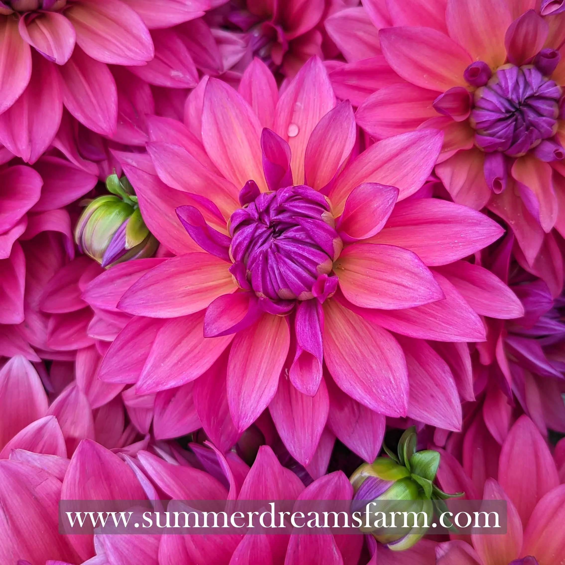 Dahlia - Feline Yvonne — Dahlia | SummerDreamsFarm